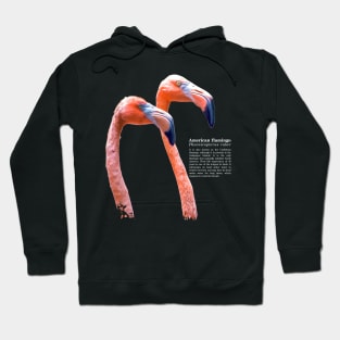 American flamingo tropical bird white text Hoodie